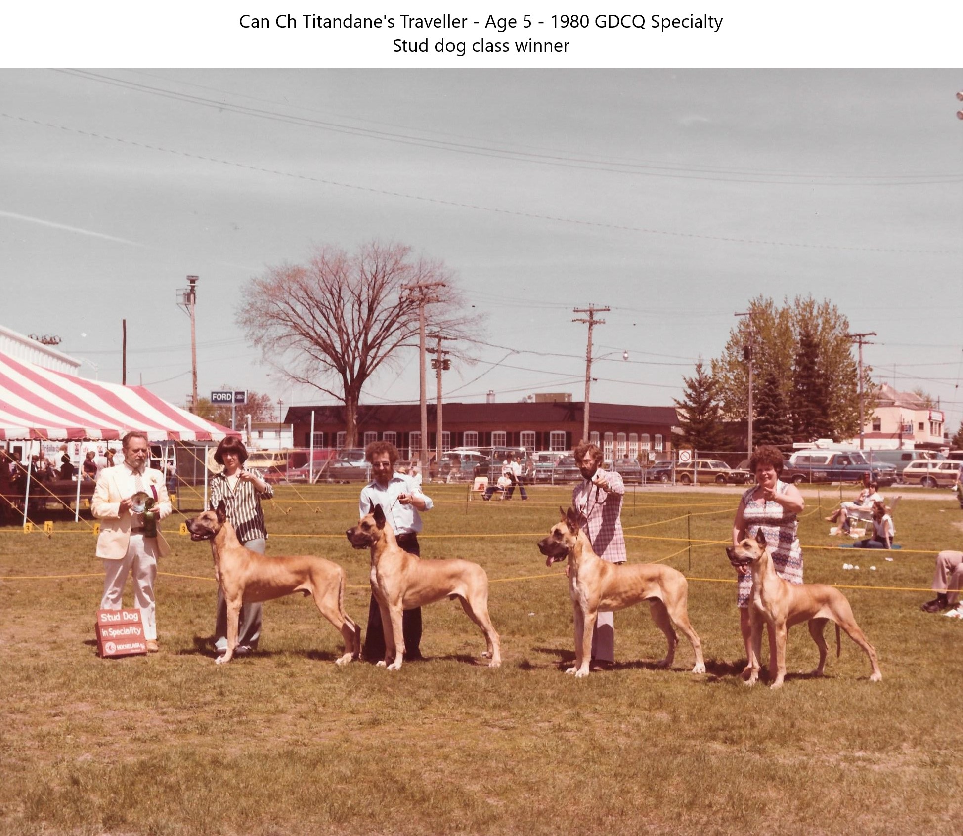 Bogart GDCQ Stud Dog Class